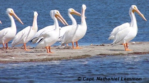 white pelican Mosquito Lagoon